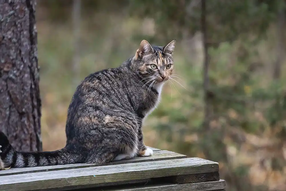 Kissa kuistilla Tuittulan koirahoitolassa.