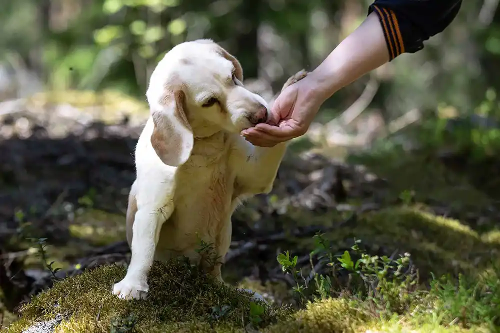 Iäkäs beagle ottaa kädestä makupalan.