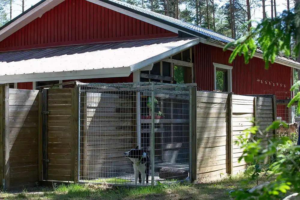 Tuittulan koirahoitola, koiran ulkotarha.