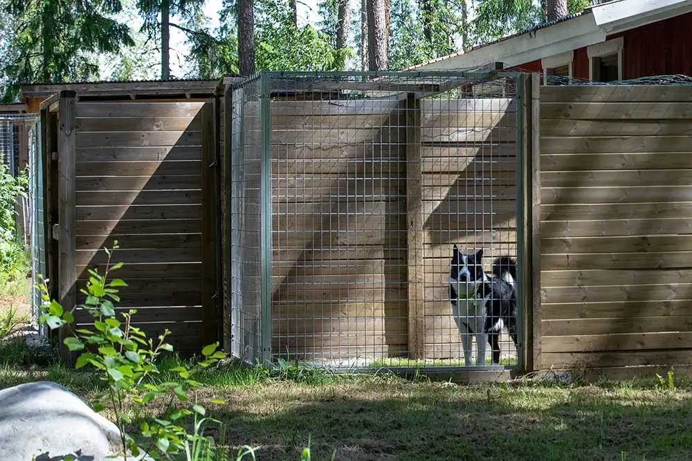 Karjalankarhukoira koiratarhassa.