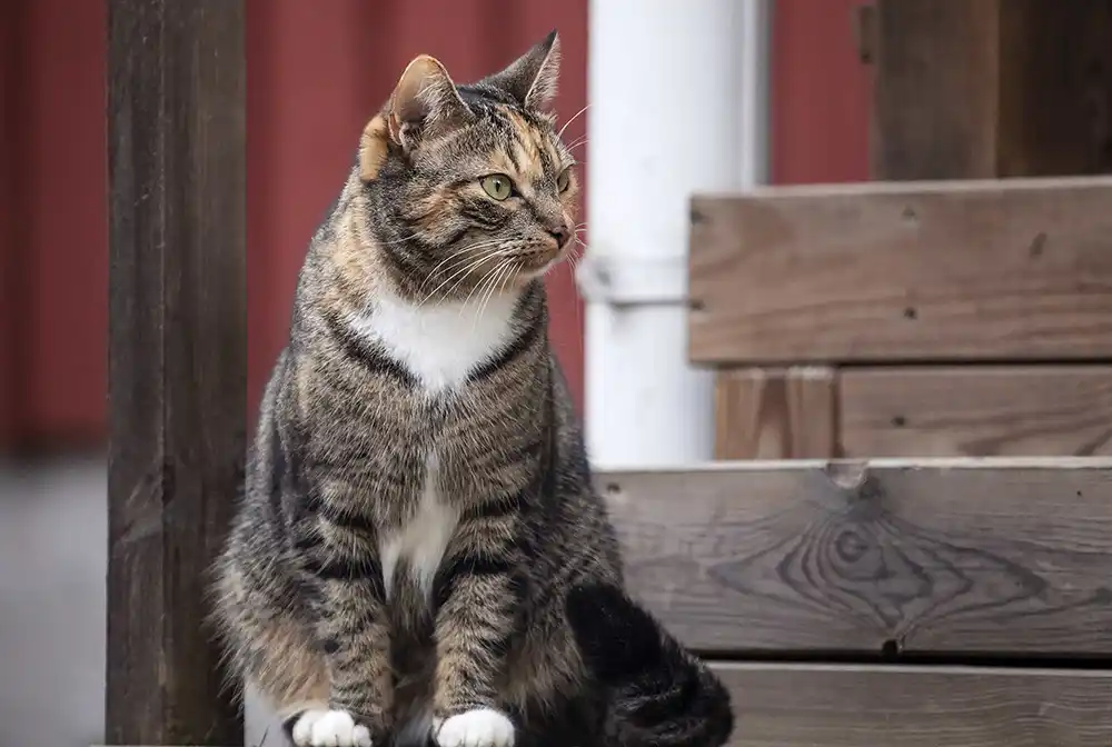 Kissa kuistilla Tuittulan koirahoitolassa.