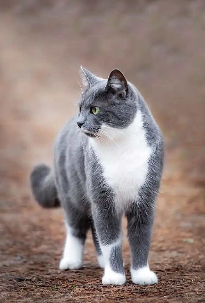 Lähikuva harmaa- valkoisesta kissasta.