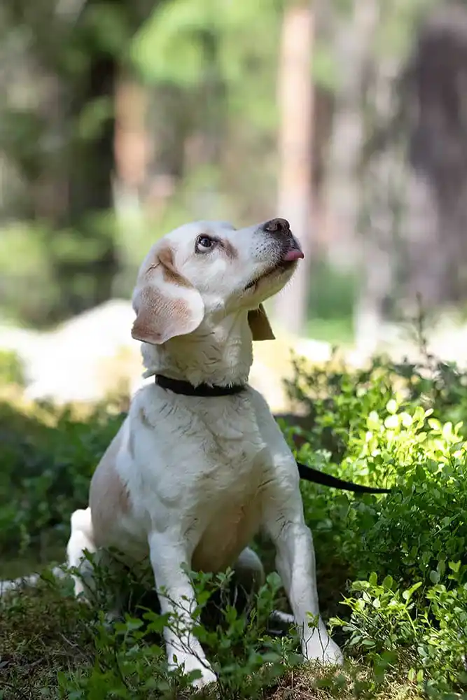 Beagle metsässä.