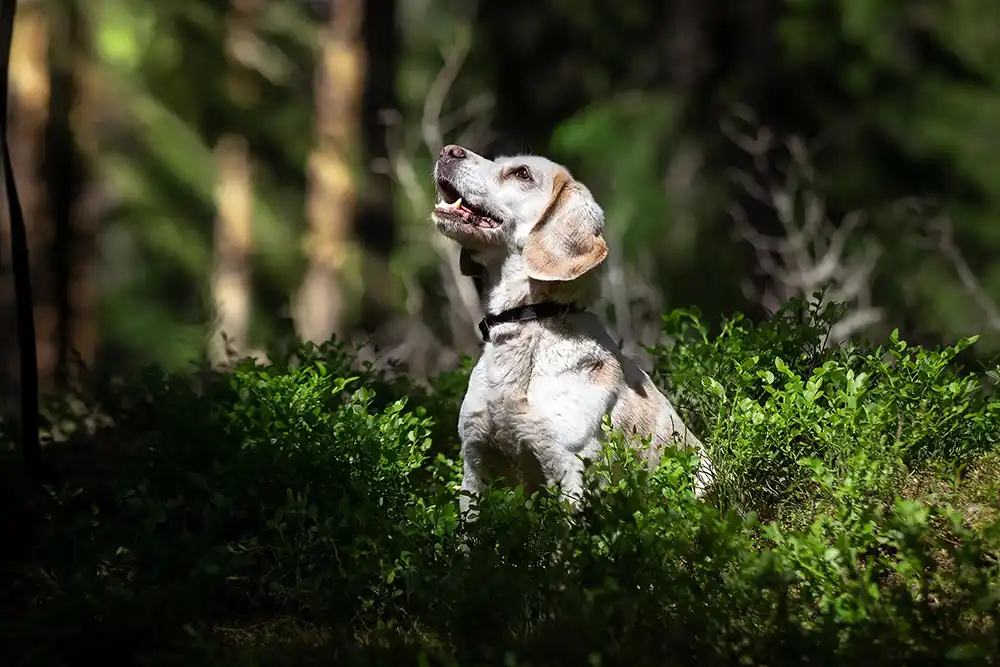 Beagle metsässä.