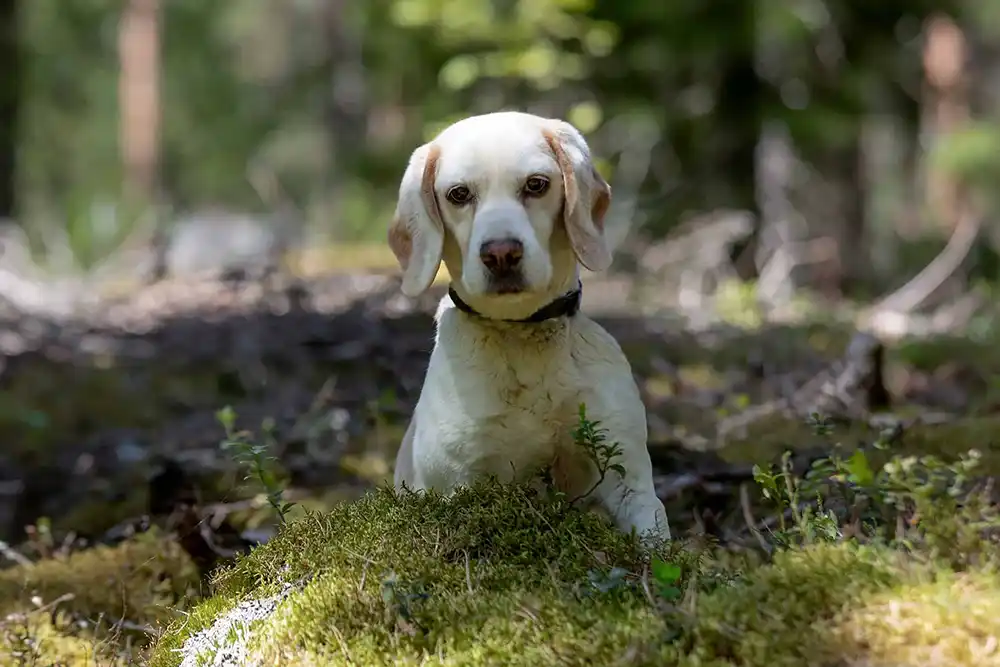 Beagle metsässä