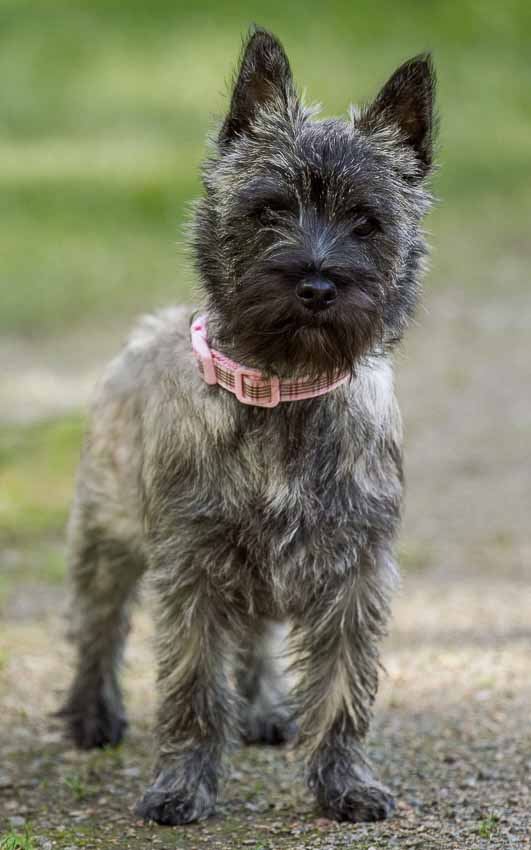 Brindle cainterrierin pentu seisoo kohti kameraa.