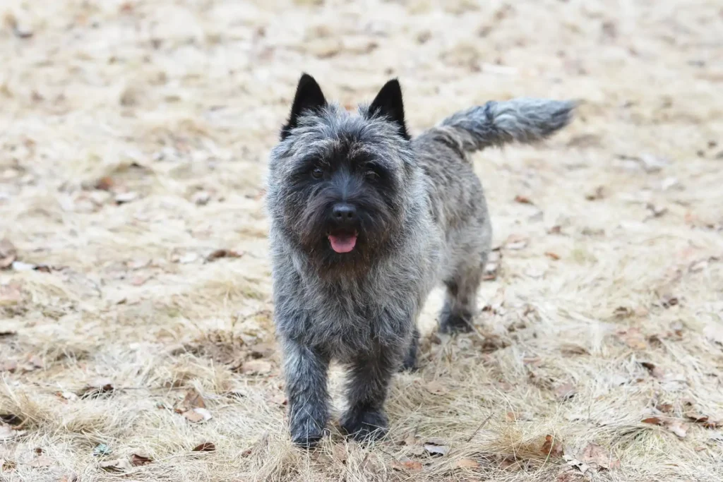 Brindle cairnterrieri keväisellä pihamaalla.