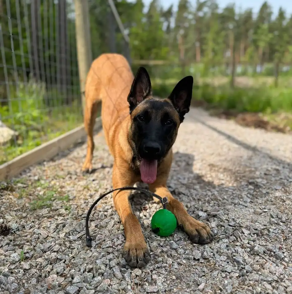 Malinois- rotuinen pentukoira kutsuu palloleikkiin.