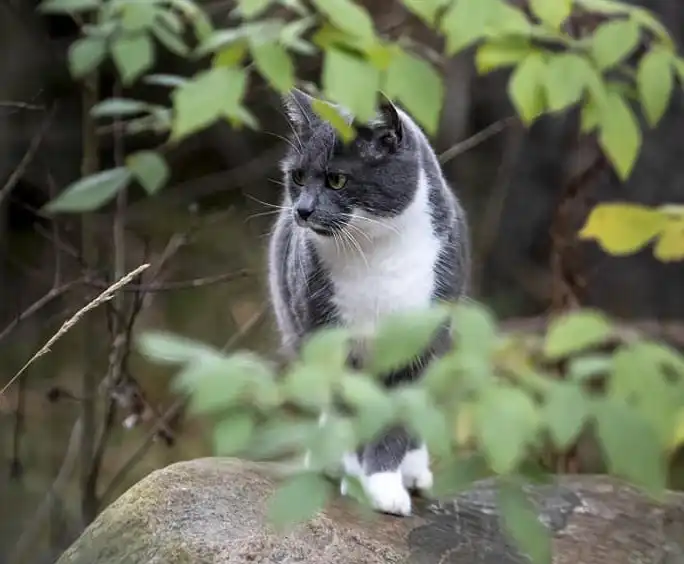 Harmaavalkoinen kissa seisoo kivellä, hieman puun oksein ja lehtien takana.