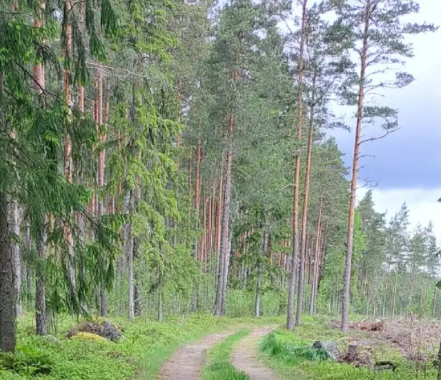 Kesäinen metsätie.