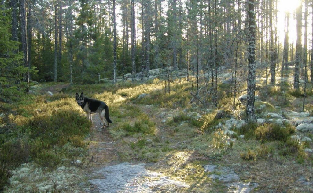 Tuittulan koiranhoitolan metsämaastoa, missä saksanpaimenkoira seisoo ja katsoo kuvaajaa.