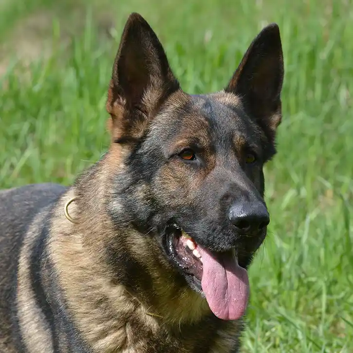 Pääkuva harmaasta saksanpaimenkoirasta kesäisellä nurmella.