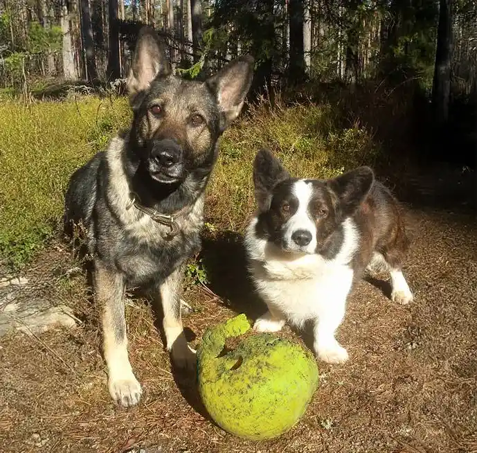 Saksanpaimenkoira ja corgi istuvat vieretysten metsämaastossa ja niiden edessä on iso pallo.